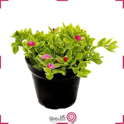 گلدان گل ناز g-g-arm-113