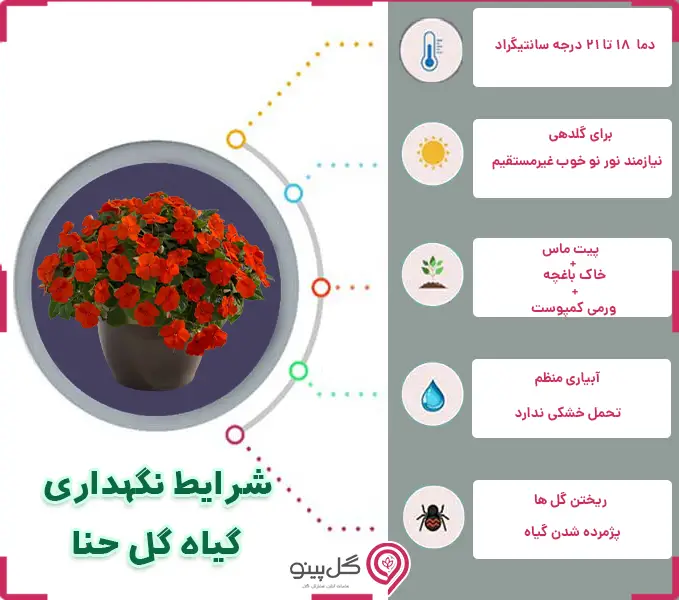 اینفوگرافی شرایط نگهداری گل حنا
