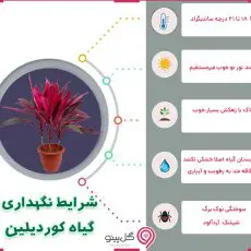 اینفوگرافی شرایط نگهداری کوردیلین