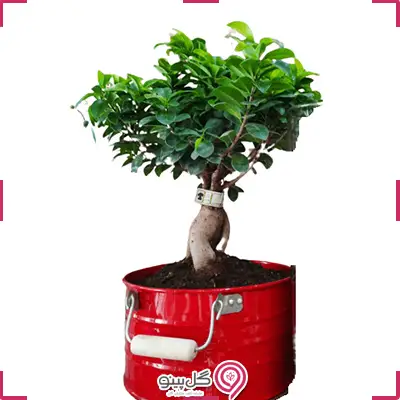 گلدان بونسای g-bo-gs-341