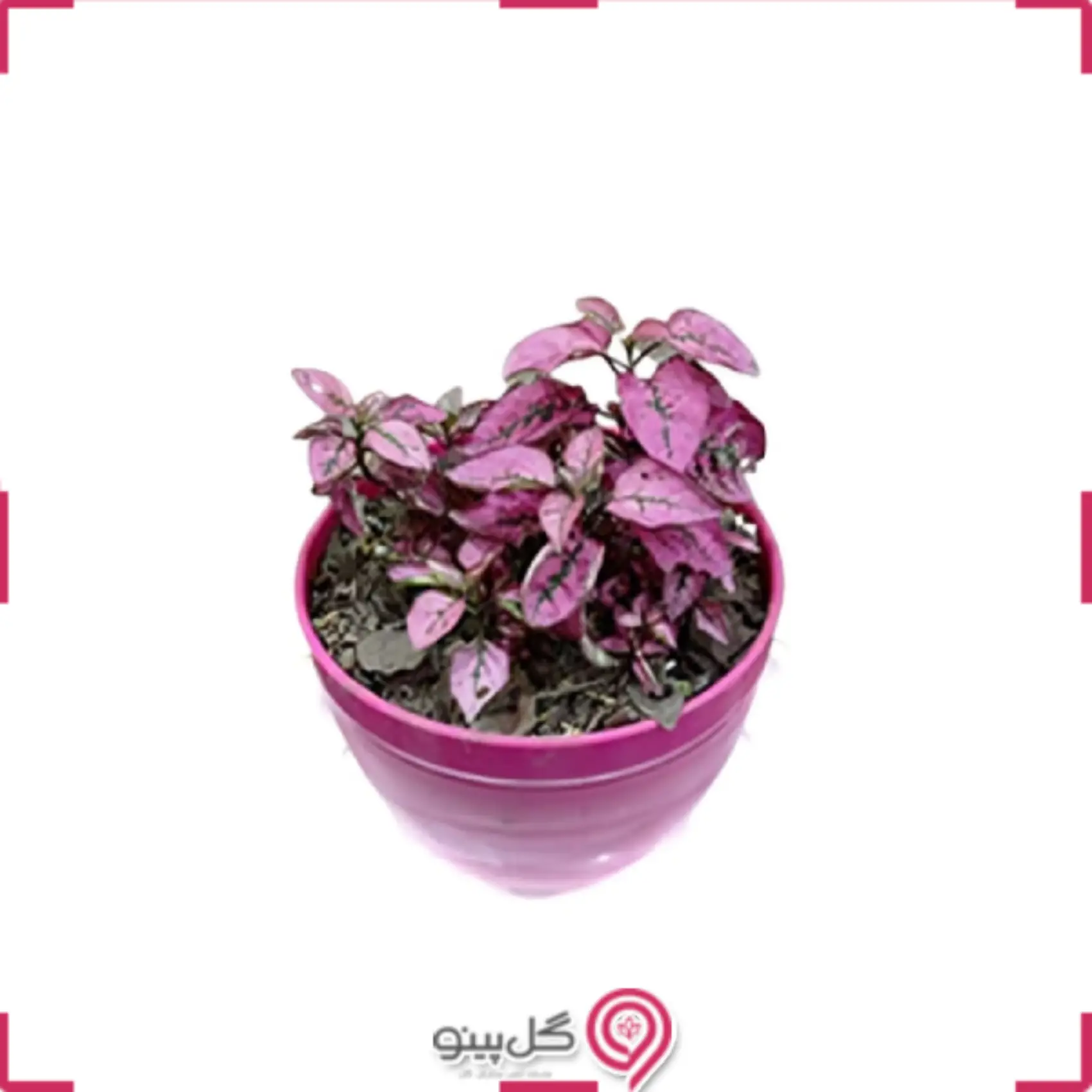 گلدان گل سنگ بنفش g-g-b10-117