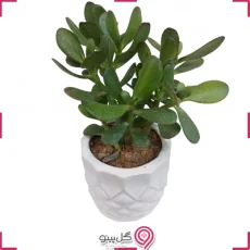 کاکتوس یشم g-g-hol-104