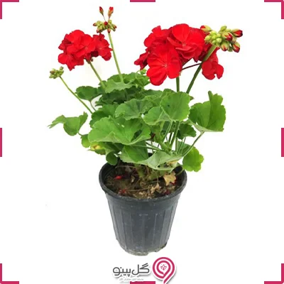 گلدان شمعدانی g-g-hol-110