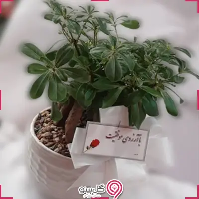 خرید گلدان میخک هندی g-g-kam-465-2