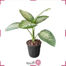 گلدان دیفن باخیا g-g-lad-330