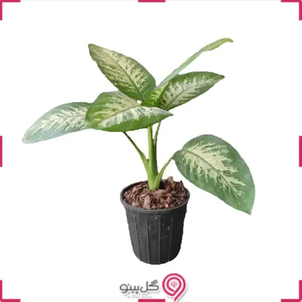 گلدان دیفن باخیا g-g-lad-330