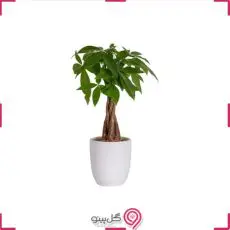 گلدان گیاه پاچیرا g-g-lad-332