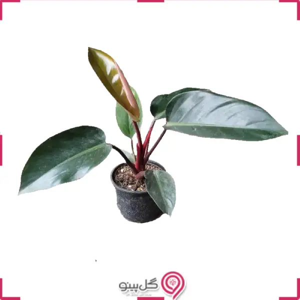 گلدان فیلودندرون پاییز g-g-lad-334