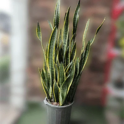 گلدان سانسوریا شمشیری ابلق g-g-lad-346