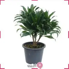 گلدان کامپکت کوچک g-g-mel-476