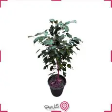 گیاه بنجامین بلک g-g-mel-480