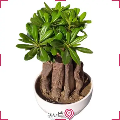 بونسای میخک هندی g-g-mel-494