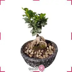 بونسای شمشاد کوچک g-g-mel-496