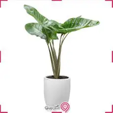 گلدان بابا آدم g-g-mel-514