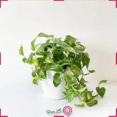 گلدان پتوس ابلق g-g-mel-540