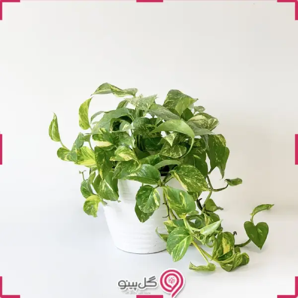 گلدان پتوس ابلق g-g-mel-540