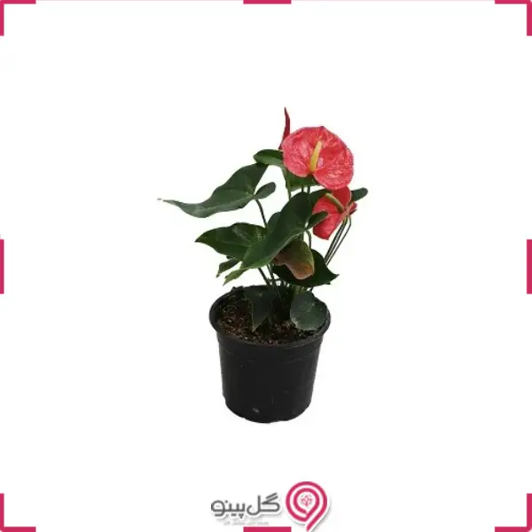 گلدان آنتوریوم g-g-na-231