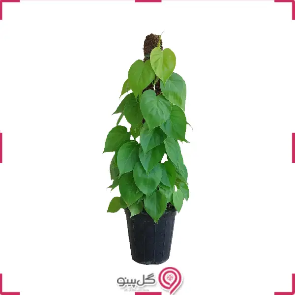 گلدان اسکاندیس چوبدار g-g-na-235