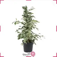 گلدان بنجامین ابلق g-g-na-241