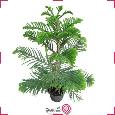 گیاه کاج مطبق g-g-shahr-104