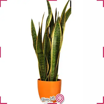 سانسوریا ابلق بزرگ g-g-shahr-106