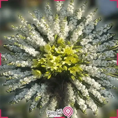 تاج گل رابو g-mosh-t-373