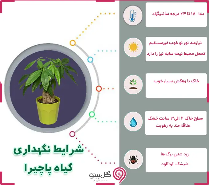 اینفوگرافی شرایط نگهداری پاچیرا