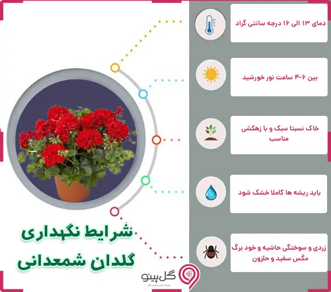 اینفوگرافی شرایط نگهداری گیاه شمعدانی