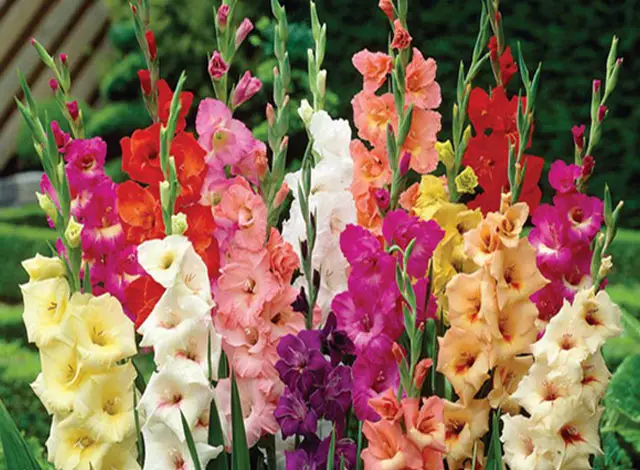 انواع تاج گل