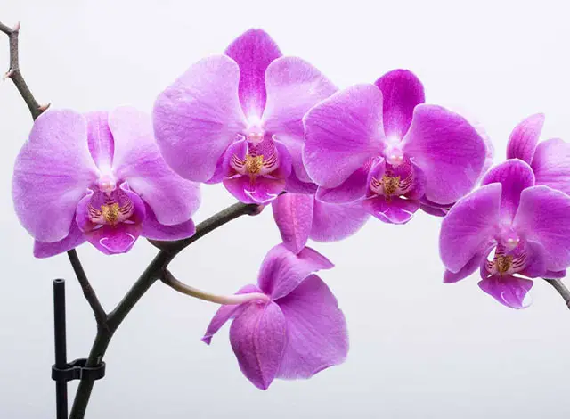 انواع تاج گل