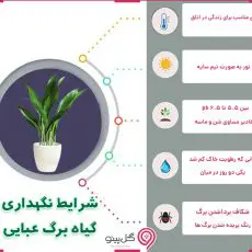 اینفوگرافی شرایط نگهداری برگ عبایی