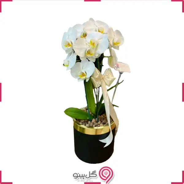 گلدون گل ارکیده سفید تک شاخه g-g-hgol-293