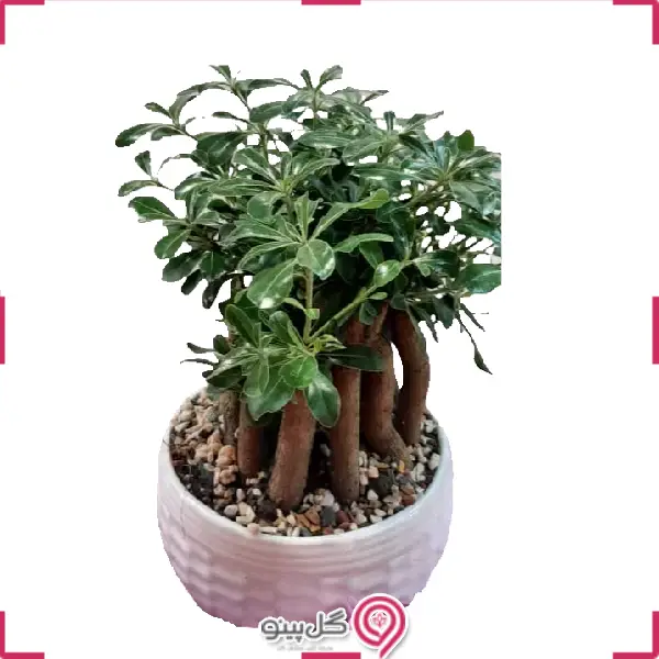 گلدان میخک هندی g-g-kam-465