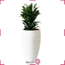 گلدان گیاه دراسنا کامپکت بزرگ g-g-la-331
