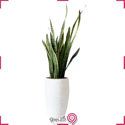 گلدان گیاه سانسوریا بزرگ g-g-la-332