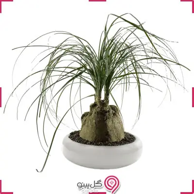 گلدان بنسای لیندا g-g-la-334