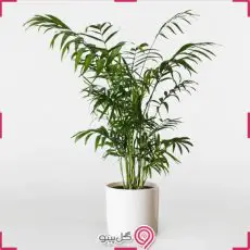 گلدان نخل شامادورا g-g-la-339