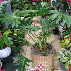 گلدان برگ انجیری فر g-g-shahr-128