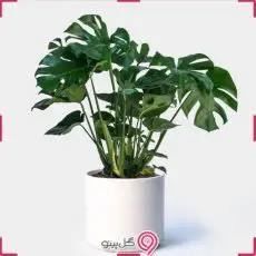 گلدان برگ انجیری مانسترا g-g-shahr-128