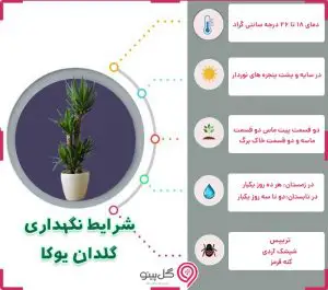 اینفوگرافی شرایط نگهداری یوکا
