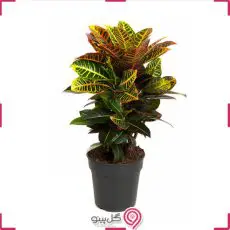 گلدان گیاه کروتون g-g-mel-501