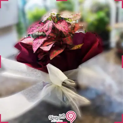 خرید گلدان گل سنگ بنفش g-g-b10-117-1