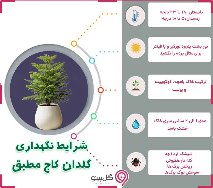 اینفوگرافی شرایط نگهداری کاج مطبق