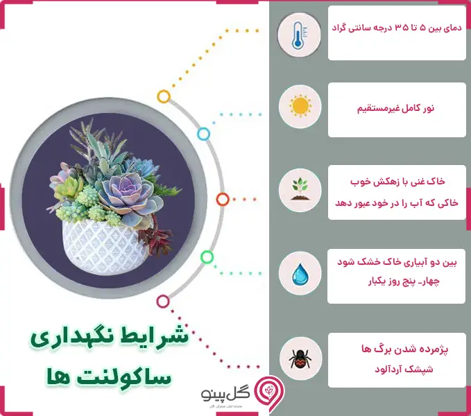 اینفوگرافی شرایط نگهداری ساکولنت