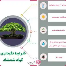اینفوگرافی شرایط نگهداری شمشاد