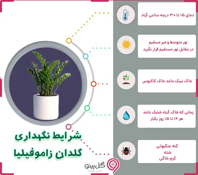 اینفوگرافی شرایط نگهداری از زاموفیلیا