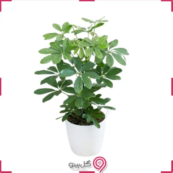 گلدان شفلرا g-g-mel-529