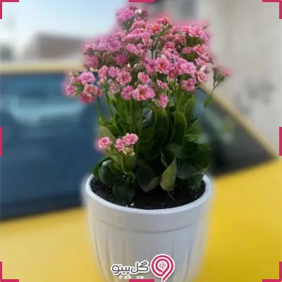 فروش ویژه گلدان گل کالانگوئه g-g-hol-106