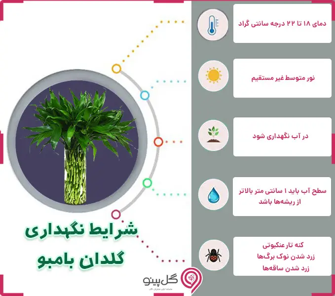 اینفوگرافی شرایط نگهداری گیاه بامبو
