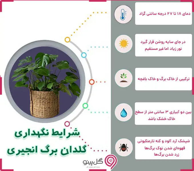اینفوگرافی شرایط نگهداری گیاه برگانجیری